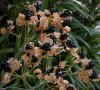 Belamcanda chinensis seeds.jpg (86892 bytes)