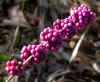 Callicarpa americana berries.jpg (53692 bytes)