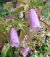Campanula punctata ssp. hondoensis2.jpg (122300 bytes)