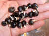 Xanthoceras sorbifolia seeds sprouting.jpg (51770 bytes)