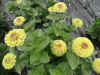 Zinnia Queeny Lime with Blush2.jpg (398397 bytes)
